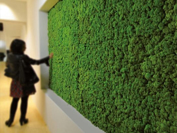 Вертикальное озеленение: зелёные стены и фитомодули , материал файбергласс